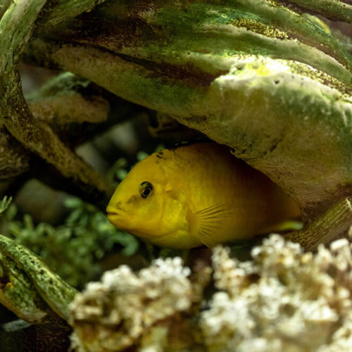 Close up of fish hiding under plants in a fish tank